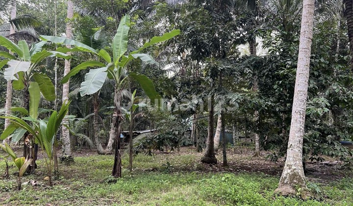 Kebun Duren dan Manggis Datar