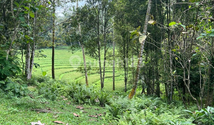 Tanah Dengan View Sawah Terassering Di Tabanan Bali Cocok Untuk Villa