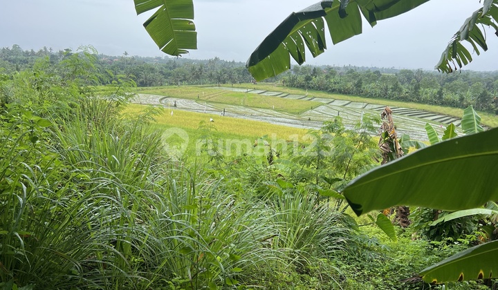 Rice Field View Yellow Zone in Villa Area Very Buc Rice Field View Yellow Zone in Villa Area Very Buc