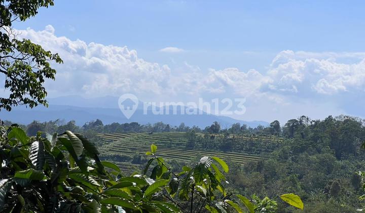 Robusta Coffee and Durian Plantation with Views of Rice Fields, Mountains, and Valleys