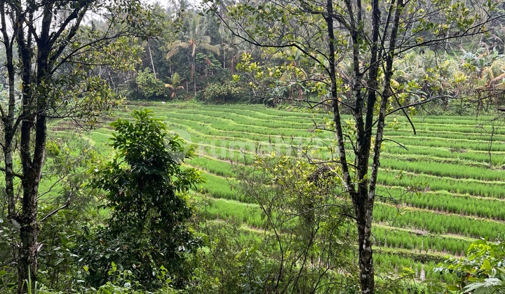 Tanah View Sawah Dan Sungai Cocok Untuk Villa Di Tabanan Bali Tanah View Sawah Dan Sungai Cocok Untuk Villa Di Tabanan Bali