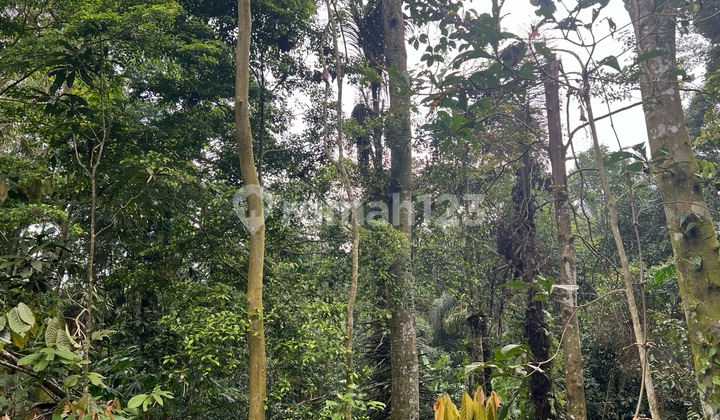 Tanah Luasan Kecil Zona Kuning Cocok Untuk Hunian Tanah Luasan Kecil Zona Kuning Cocok Untuk Hunian