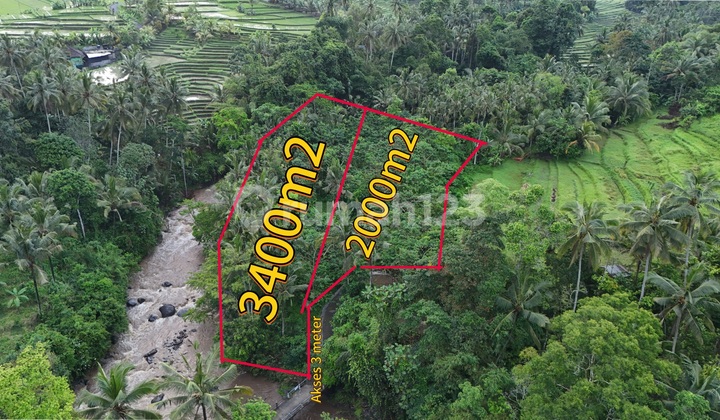 Tanah Los Sungai Dengan View Jungle Dan Sawah Cocok Untuk Villa Tanah Los Sungai Dengan View Jungle Dan Sawah Cocok Untuk Villa