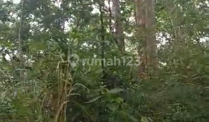 Polished Land Bawen Bawah NJOP Hillside Natural Ambience Suitable for Investment 2