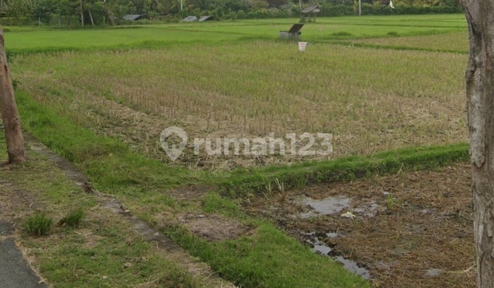 Tanah Area Tegalbadeng Barat Dekat Kota Negara Bali Tanah Area Tegalbadeng Barat Dekat Kota Negara Bali