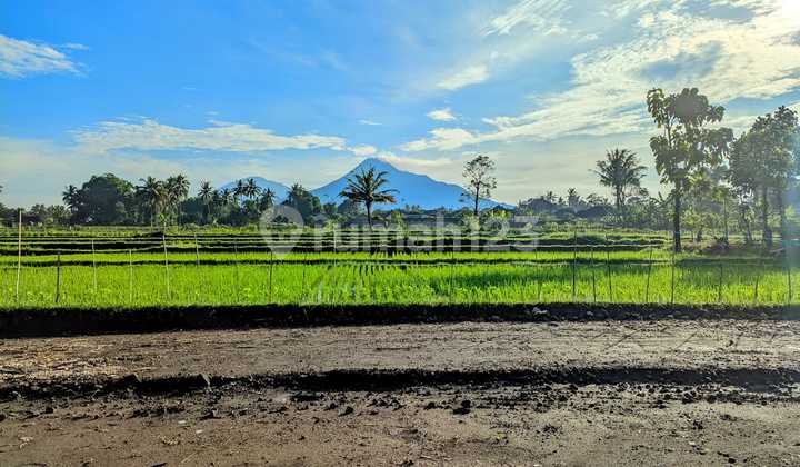Tanah SHM dengan View Sawah dan Gunung Merapi untuk Villa Private