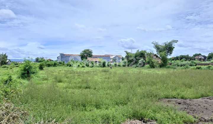 Tanah Tropis di Kota jogja Buat Rumah Impian Tanah Tropis di Kota jogja Buat Rumah Impian