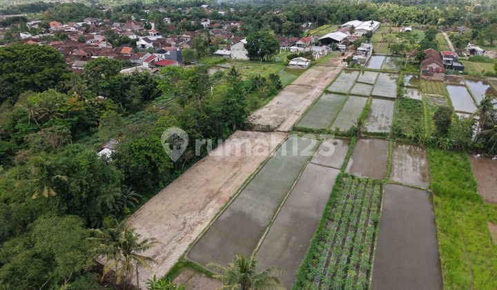 Tanah SHM Sleman Palagan Pemandangan Sawah Hijau dan Merapi