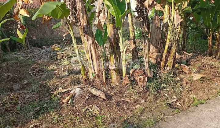 Tanah Di Jalan Pulau Nias Tabanan 2.5