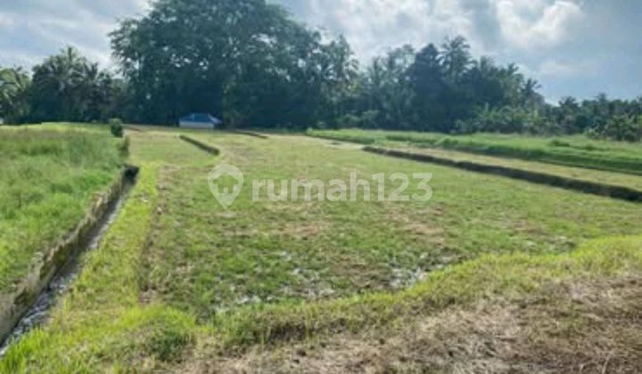 Tanah Sawah Produktif Dekat Taman Kupu-kupu Tabanan.