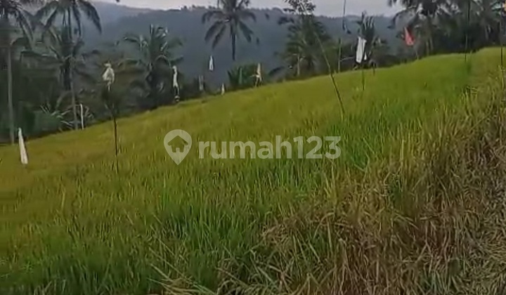 Rice Field and Garden Land in Blimbing Village Rice Field and Garden Land in Blimbing Village