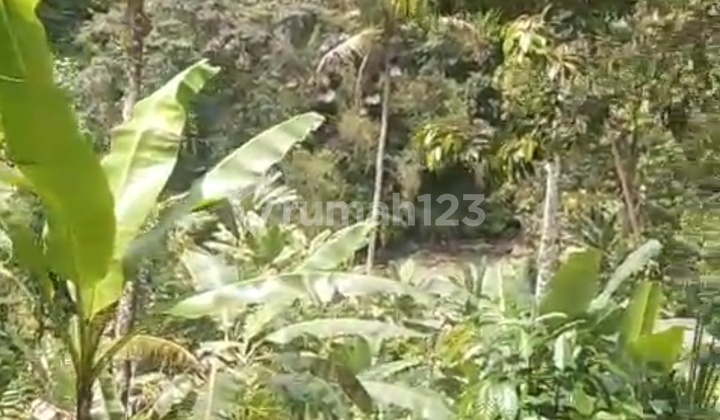 1 Hectare Garden Land Duren Taluh. Blimbing Village 1 Hectare Garden Land Duren Taluh. Blimbing Village