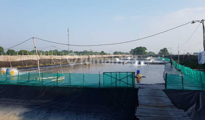 Tambak Udang 6269 M2 Shm Porong Sidoarjo Tambak Udang 6269 M2 Shm Porong Sidoarjo