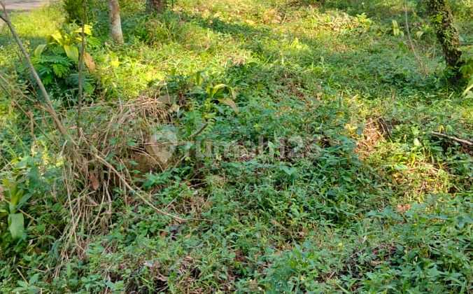 Dijual Tanah Di Purbalingga Jawa Tengah Luas 4420 M2 Sudah Shm Harga 2,4 M Masih Bisa Nego. Lister Hani 036 Dijual Tanah Di Purbalingga Jawa Tengah Luas 4420 M2 Sudah Shm Harga 2,4 M Masih Bisa Nego. Lister Hani 036