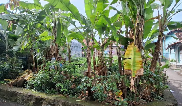 Tanah Dijual Kr Birai Dawuan Tanah Dijual Kr Birai Dawuan