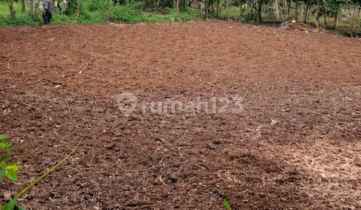 Tanah Siap Bangun Lokasi di Kemang Bogor Tanah Siap Bangun Lokasi di Kemang Bogor