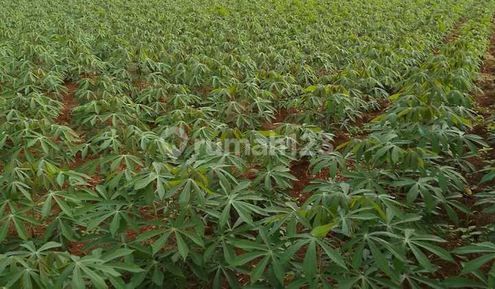 Tanah Siap Bangun di Bojong Gede Bogor, Lingkungan yang Tenang, Harga Dibawah NJOP Tanah Siap Bangun di Bojong Gede Bogor, Lingkungan yang Tenang, Harga Dibawah NJOP