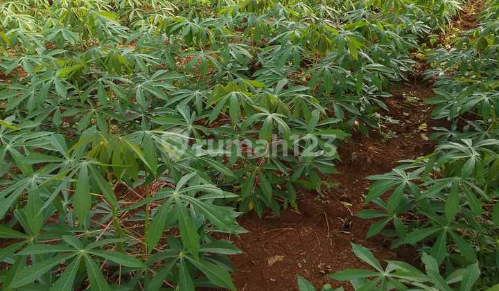 Tanah Siap Bangun di Bojong Gede Bogor, Lingkungan yang Tenang, Harga Dibawah NJOP