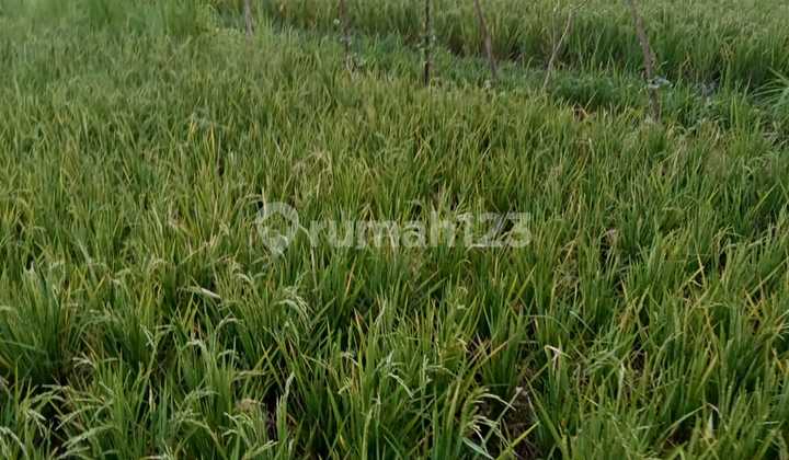 Dijual Tanah Sawah Siab Bangun di Buleleng Bali, Sangat Dekat dengan Kota Singaraja dan Dekat dengan Rencana Pembangunan Bandara Bali Utara Dijual Tanah Sawah Siab Bangun di Buleleng Bali, Sangat Dekat dengan Kota Singaraja dan Dekat dengan Rencana Pembangunan Bandara Bali Utara