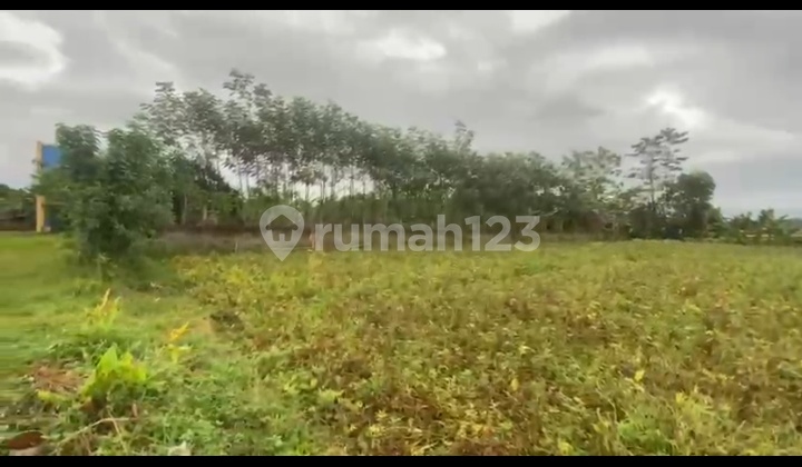 Dijual Tanah Kebun Durian Bonus Sawah Cocok untuk Investasi