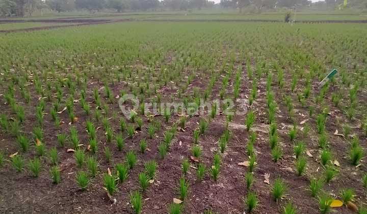 Dijual Tanah Strategis Luas 1000m2 Di Menganti Gresik Dijual Tanah Strategis Luas 1000m2 Di Menganti Gresik