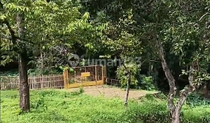 Dijual Tanah Kebun Duren dan Mangga di Pasuruan