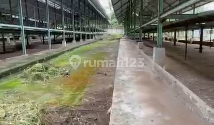 Dijual Kavling Tanah Ternak Ayam di Lingsar, Lombok Barat Dijual Kavling Tanah Ternak Ayam di Lingsar, Lombok Barat