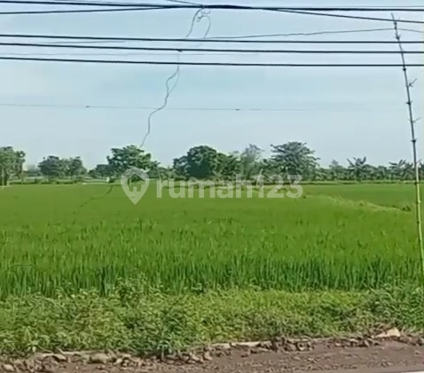 Tanah dengan Lokasi Strategis Dekat Tol di Balongpanggang Gresik