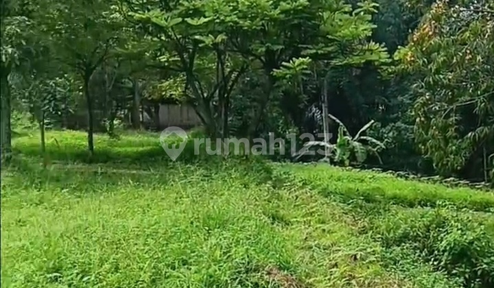 For Sale: Durian and Mango Orchard Land in Pasuruan For Sale: Durian and Mango Orchard Land in Pasuruan