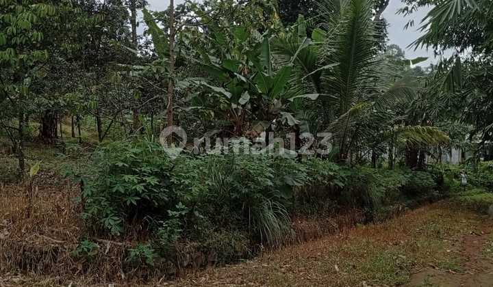 Tanah Perkebunan Luas di Pakintelan Semarang Tanah Perkebunan Luas di Pakintelan Semarang