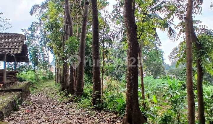 Tanah Perkebunan Luas di Pakintelan Semarang 2