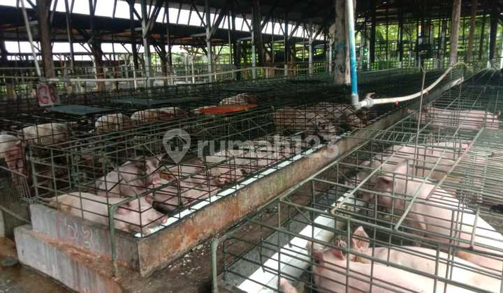 Dijual Peternakan Babi Moderen di Blitar Jawa Timur