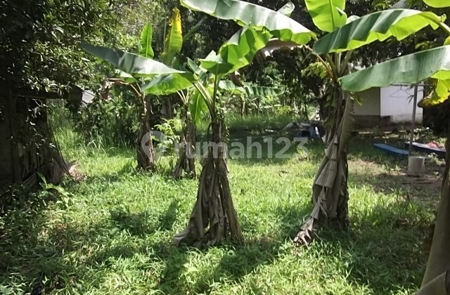 Cheap Land in Cikalong Tasikmalaya