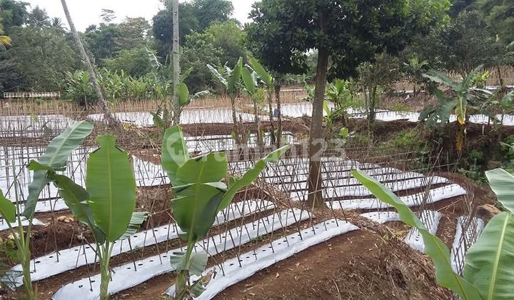 Tanah Siap Bangun 12.500 M² Sangat Cocok Untuk Proyek Perumahan