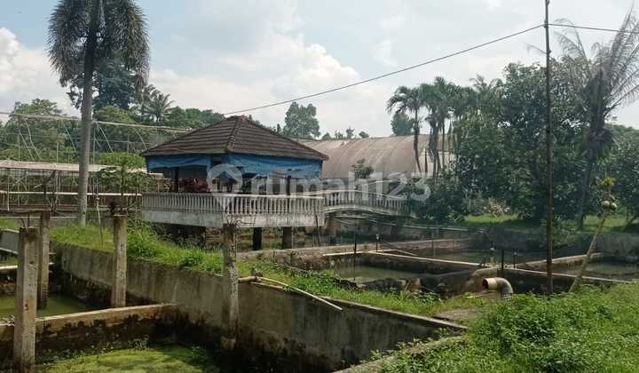 Tanah Luas ada Kolam  Ikan dan Bangunan Bebas Banjir Lingkungan Asri di Parung Bogor