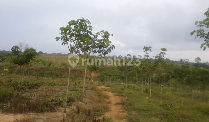 Tanah di Muara Beliti, Musi Rawas Palembang