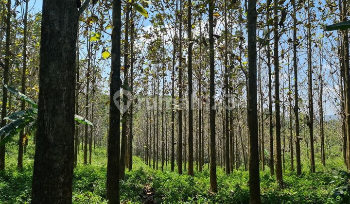 *Di Jual Tanah, Beserta Pohon Jati & Sawah* Cikalongkulon, Cianjur, Jawa Barat