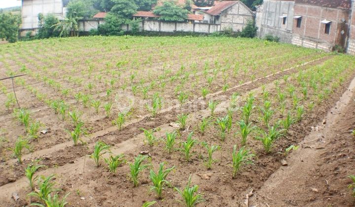 DIJUAL MURAH TANAH SAWAH DI DAWAR BLANDONG, MOJOKERTO DIJUAL MURAH TANAH SAWAH DI DAWAR BLANDONG, MOJOKERTO