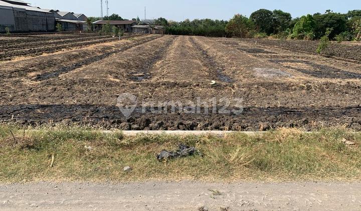 DIJUAL TANAH SIAP BANGUN DI RAYA DOMAS, GRESIK