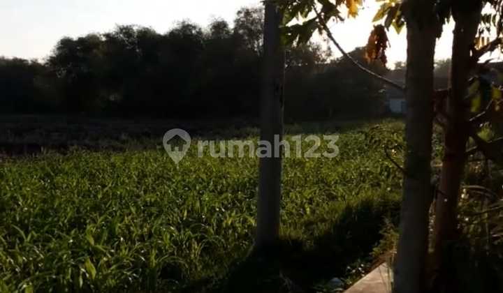 LAND FOR SALE, READY TO BUILD, PETERONGAN MOROSUNGGINGAN JOMBANG LAND FOR SALE, READY TO BUILD, PETERONGAN MOROSUNGGINGAN JOMBANG