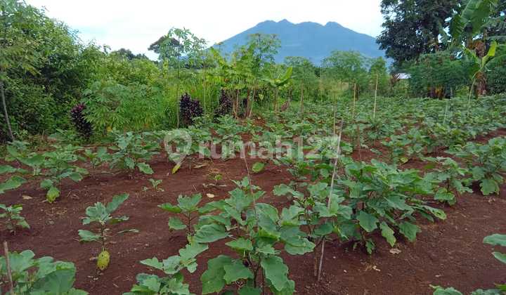 Tanah Kebun Dekat Rancamaya Ciawi Tanah Kebun Dekat Rancamaya Ciawi