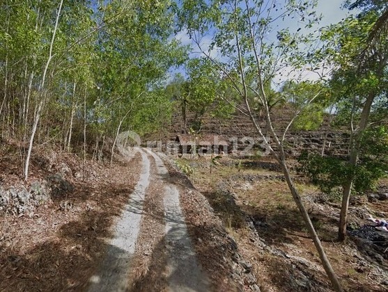 Dijual Tanah Luas 10764 Meter Persegi Lokasi Dekat Pantai Butuh, Saptosari, Gunung Kidul