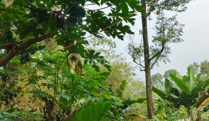 Tanah Bagus Kebun Durian Dan Maoni Di Mijen 2