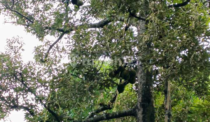 Tanah Bagus Kebun Durian Dan Maoni Di Mijen 1