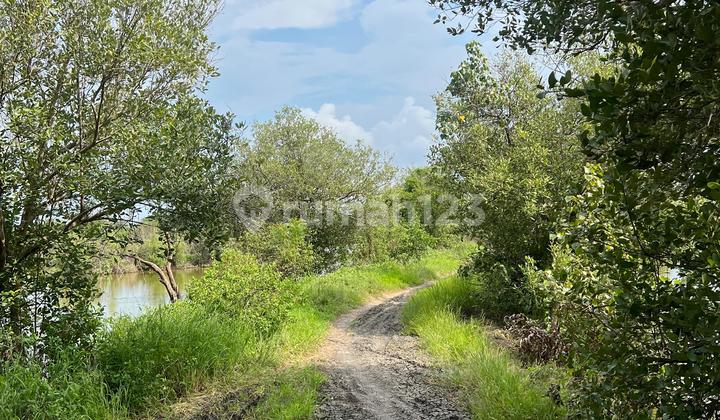 Active Fish Pond for Sale in Manyar Gresik, 9 Hectares Active Fish Pond for Sale in Manyar Gresik, 9 Hectares