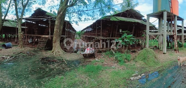 Livestock: SHM = 3.2 Ha; Eggs 2 Tons/day; Chickens 60,000 Heads; Mauk Livestock: SHM = 3.2 Ha; Eggs 2 Tons/day; Chickens 60,000 Heads; Mauk