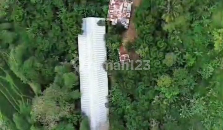 Kavling di Lokasi Strategis Jl Cikancana Sukaresmi Cianjur Mang Kus Jawa Barat Kavling di Lokasi Strategis Jl Cikancana Sukaresmi Cianjur Mang Kus Jawa Barat