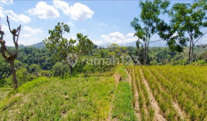 Dijual Cepat, Murah, For Sale Fast And Cheap, 5 Hectares (501 Are) Of Land On Jl Raya Buahan Kaja, Payangan, Gianyar, Ubud, Bali
