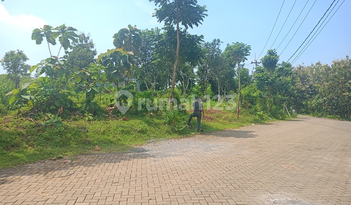 Tanah Kaving Sudah Splits SHM Hak Milik Jl Raya Mangunharjo - UNDIP Tembalang Semarang Timur 2