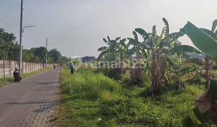 Tanah Dijual SHM Hak Milik Dpn Perum Sang Prabu Sblh Tamansari Majapahit Pedurungan Smg Timur 1